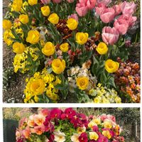 ワラビ,コゴミ,クサソテツ,花が好き,楽しみの画像