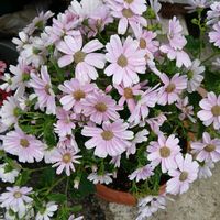 サイネリア,ノースポール,ラナンキュラス,クリサンセマムの画像