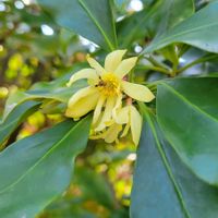 シキミ,黄色い花,樹木,スマホ撮影,3月の画像