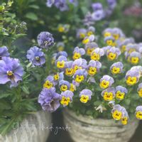 パンジー・ビオラ,ペーパームーン,ビオレッタ,ナチュラルガーデン,ジャンクガーデンの画像
