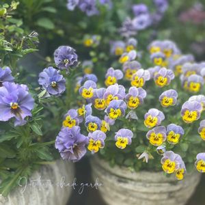 パンジー・ビオラ,ペーパームーン,ビオレッタ,ナチュラルガーデン,ジャンクガーデンの画像