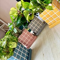 シンゴニウム,ペペロミア,ポトス,カラテア,ダイソー産の画像