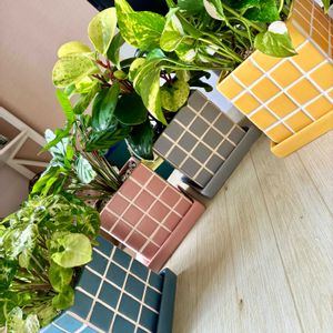 シンゴニウム,ペペロミア,ポトス,カラテア,ダイソー産の画像