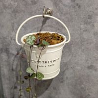 レディハート,ハートカズラ斑入り《レディハート》,サンスベリア ボンサレンシス,サンスベリア ボンサレンシス,ありがとう♡の画像