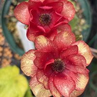 グミ,アメリカハッカクレン,ガーデン ブーゲンビリア,ラナンキュラスラックスリュキア♡,ラナンキュラスランドセル　サラセレネカルキノスの画像