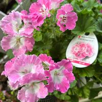 ペラルゴニウム,ペラルゴニウム  フェアリーチュチュ,花のある暮らし,花好きさんと繋がりたい,猫好きさんと繋がりたいの画像