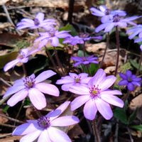 ユキワリソウ,山野草,登山,花活,スプリングエフェメラルの画像