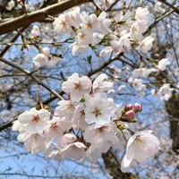 スミレ,さくら サクラ 桜,かわいい,開花,満開の画像