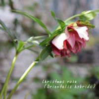 クリスマスローズ,鉢植え,庭の花,花のある暮らし,季節の移ろいの画像
