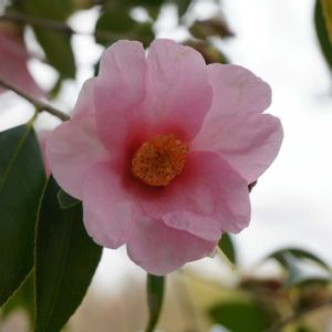 ツバキ,日本庭園,常緑低木,ピンクの花,自生の画像