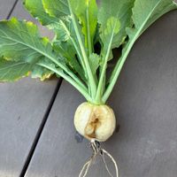 野菜,カブ,春の七草,根菜,家庭菜園の画像