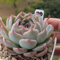 エケベリア　ハムシー,エケベリア属,花芽,多肉初心者,多肉植物とサボテンの画像