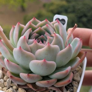 エケベリア　ハムシー,エケベリア属,花芽,多肉初心者,多肉植物とサボテンの画像