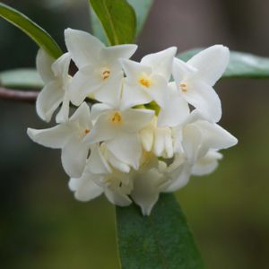 ジンチョウゲ,常緑低木,白い花,お寺,庭園の画像