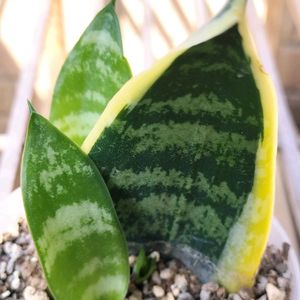 新芽ちゃん,100均,葉挿し,花のある暮らし,ありがとう❤️の画像