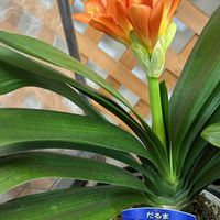 チューリップ,レウィシア,君子蘭,ペチコート水仙,沈丁花(じんちょうげ)の画像