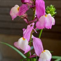 リナリア,鉢植え,ガーデニング,我が家,玄関の画像