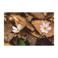 雪割草,山野草,キンポウゲ科,多年草,早春の花の画像