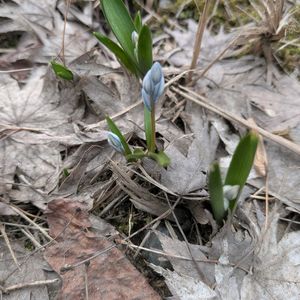 雪割草,乙女椿,プシュキニア,藪椿,春蘭の画像