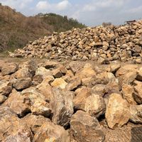 シマトネリコ,syagrus romanzoffiana litoralis,ドライガーデンの画像