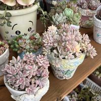 姫秀麗錦,寄せ植え,多肉植物,多肉寄せ植え,多肉大好きの画像