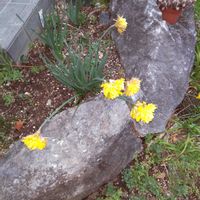 カモミール,カモミール,スイセン,スイセン,スイセンの画像