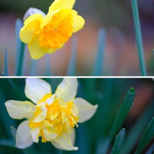 八重水仙,クチベニズイセン（口紅水仙）,広い庭の画像
