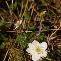 ニリンソウ,ニリンソウ,ムラサキケマン,お出かけ先の画像