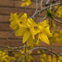 レンギョウ,ご近所散歩,今日のお散歩,歩くの大好き♡の画像