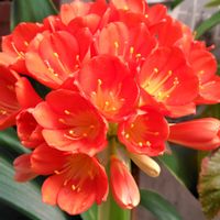 クンシラン,ブーゲンビリア,お出かけ先にて,水元公園グリーンセンターの画像