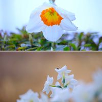 ラッパスイセン,スイセン（シルバーチャイム）,広い庭の画像