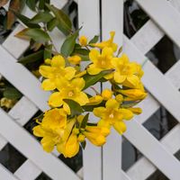 カロライナジャスミン,綺麗の画像