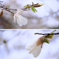 コブシ,広い庭の画像