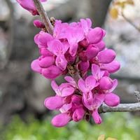 ハナズオウ,ご近所散歩,今日のお散歩,歩くの大好き♡の画像