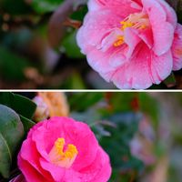 ツバキ,広い庭の画像