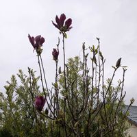 みまもり隊,風に揺れる花,おうち園芸,家の庭風景,広い庭の画像