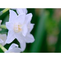 スイセン（シルバーチャイム）,広い庭の画像