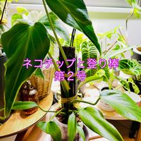 ハイビスカス,プルメリア,モンステラ,モンステラ　バールマルクスフレーム,森林浴の画像