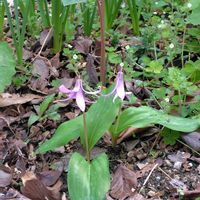 イカリソウ,カタクリ,ショウジョウバカマ,ムサシアブミ,キケマン(黄華鬘)の画像