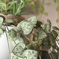 ハートカズラ,春が来た,はなのある暮らし,リビング・ダイニングの画像