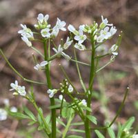 タチツボスミレ,タネツケバナ,すみれ,公園,お出かけ先にての画像
