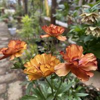 ラナンキュラス　ラックス,鉢植え,ピンクの花,シェードガーデン,渋いの画像