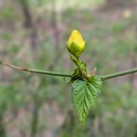 イカリソウ,シラユキゲシ,ヤマブキ,ユキザサ,山吹の画像