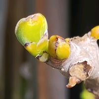 アオキ,ストロベリーキャンドル,イチジク,ローレンセラ,椿の画像