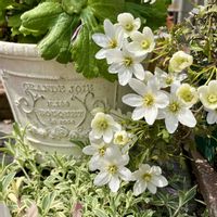 クレマチス,クレマチス  カートマニージョー,鉢植えの画像