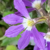 サントリーフラワーズ,サンク･エール,鉢植え,スマホ撮影,キュンキュン乙女倶楽部の画像