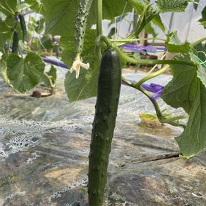 キュウリ,みんな最高の画像