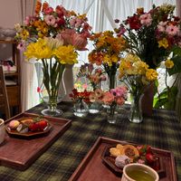 アネモネ,チューリップ,フリージア,ラナンキュラスラックス,鉢植えの画像