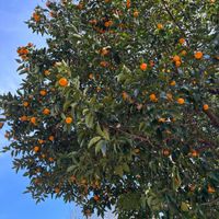 キンカン,タチバナ,ゲゲゲの月曜日の画像