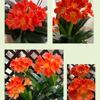 カタクリ,クンシラン,サクラ,パンジー・ビオラ,パンジーの画像